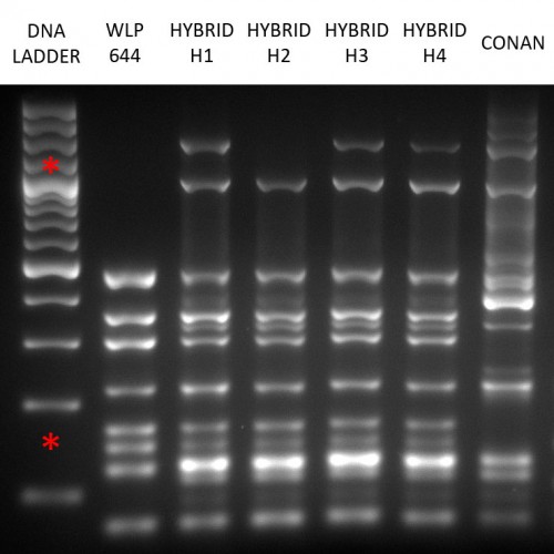 Interdelta_wlp644_conan